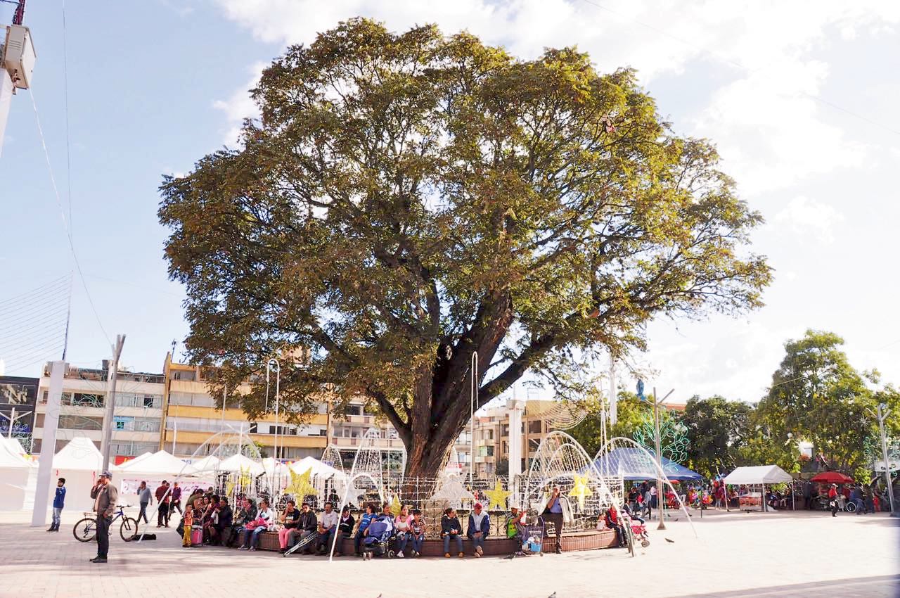 El árbol de la cedrela es el símbolo de la ciudad y está plantado en el centro paza de Los Libertadores.