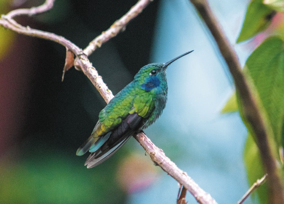 El colibrí Príncipe de Arcabuco es una especie endémica en esta región lo que la hace única y un atractivo especial para los visitantes