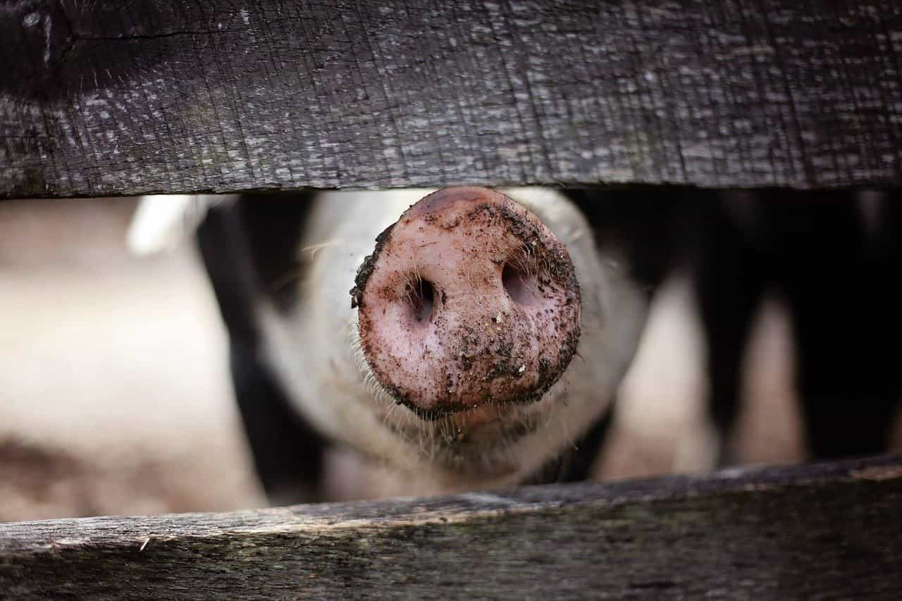 Investigan un virus respiratorio que se presenta en cerdos chinos, denominado G4