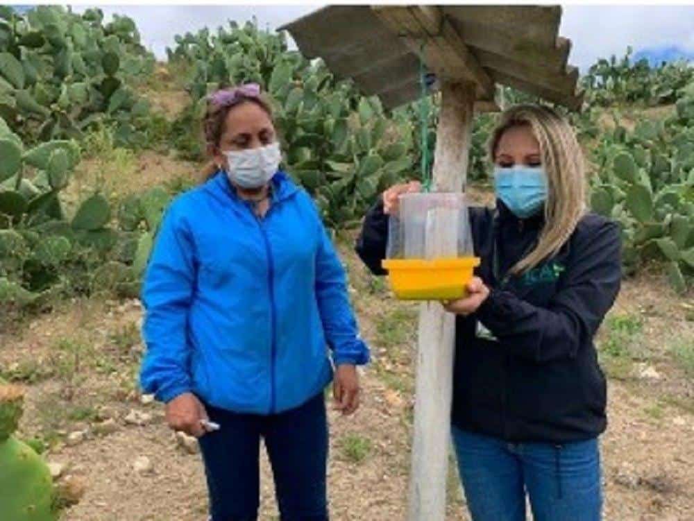 Cerca de 10 hectáreas ha visitado el ICA en Boyacá en su lucha contra la mosca de la fruta 2