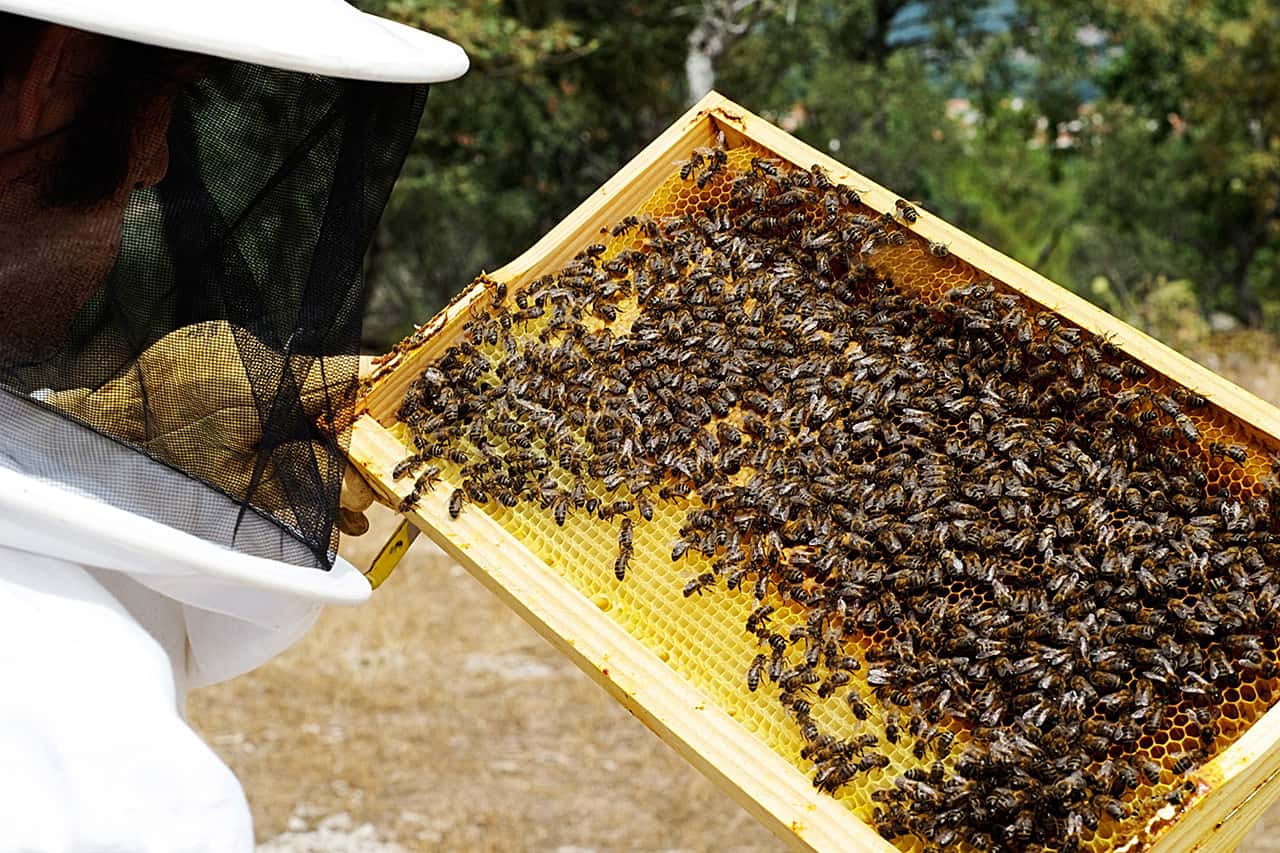 Colmena es toda la familia de abejas que contiene una reina, miles de zánganos y hasta 60.000 obreras. El panal es la unidad donde las abejas construyen la cera y depositan la miel o la cría. El enjambre es el grupo de abejas que solo transportan su reina, sus zánganos y sus obreras. Foto: archivo particular.