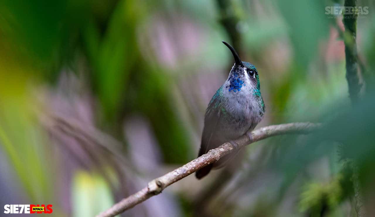 [Galería] - Rogitama, un paraíso natural en el que reinan los colibríes #AlNatural 6
