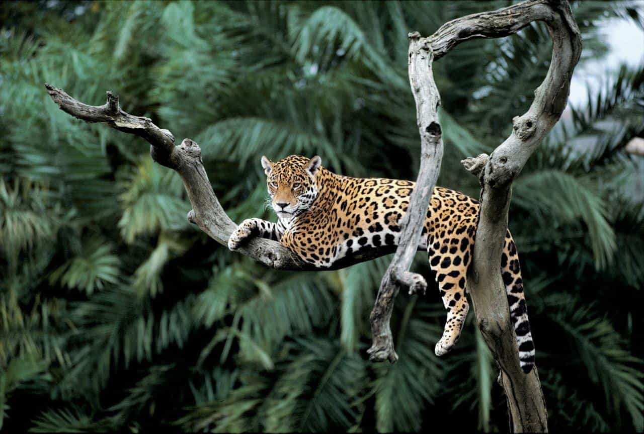 Hoy se celebra el Día Internacional del Jaguar, el felino más grande de América 2