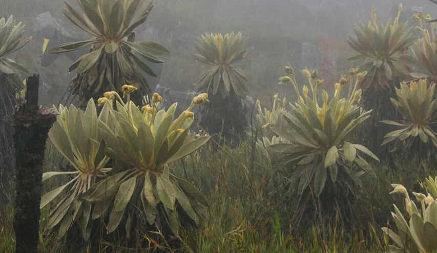 'Colombia necesita una ley de pasivos ambientales', dice el Fondo Mundial para la Naturaleza 2