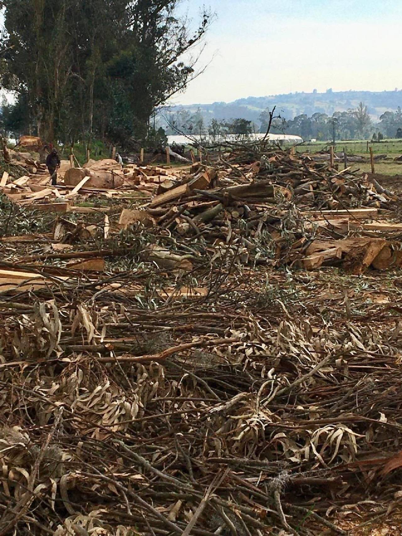 Habitantes de Sotaquirá denuncian la tala de árboles para ampliar los cultivos de arándanos en este municipio. Foto: archivo particular