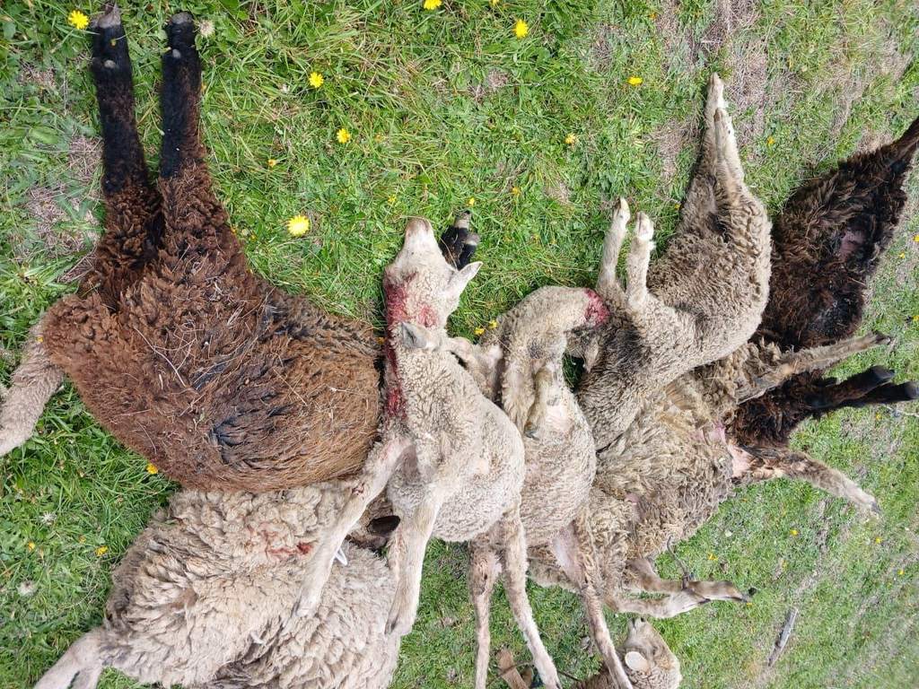 De forma violenta han muerto 65 ovejas en Sogamoso en los sectores El Crucero y Dichavita en 15 días. Foto: archivo particular
