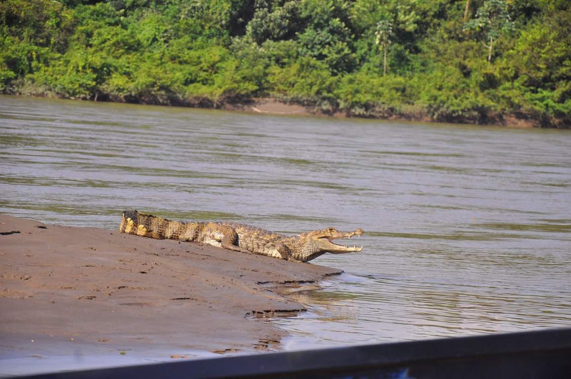 Babilla en el río Cravo Sur, especie anfibia nativa de la Orinoquía y la Amazonía. Foto: Gerson Flórez/Boyacá Sie7e Días.
