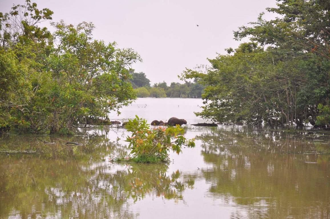 Reserva natural Palmarito, zona rural de Orocué, Casanare. Foto: Gerson Flórez/Boyacá Sie7e Días.