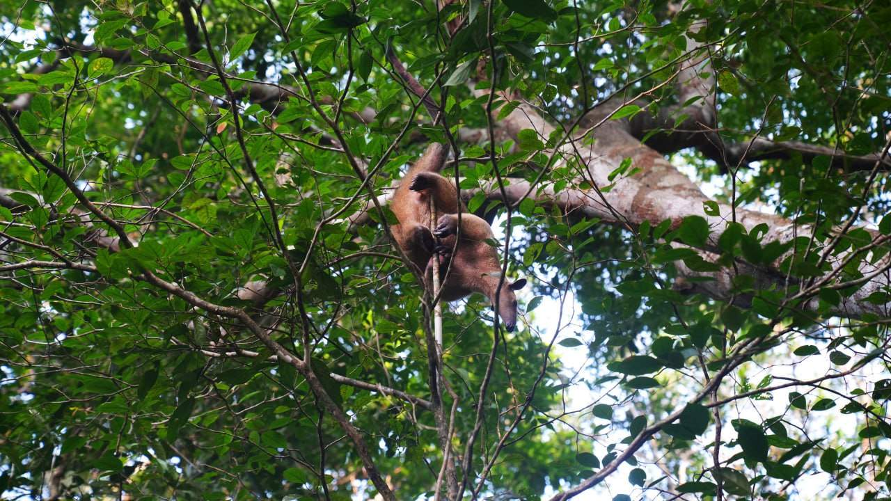 Especies nativas que están en sus hábitat natural, en la zona rural de Orocué, Casanare. Foto: Kasa Creativa/Suministrada a Boyacá Sie7e Días