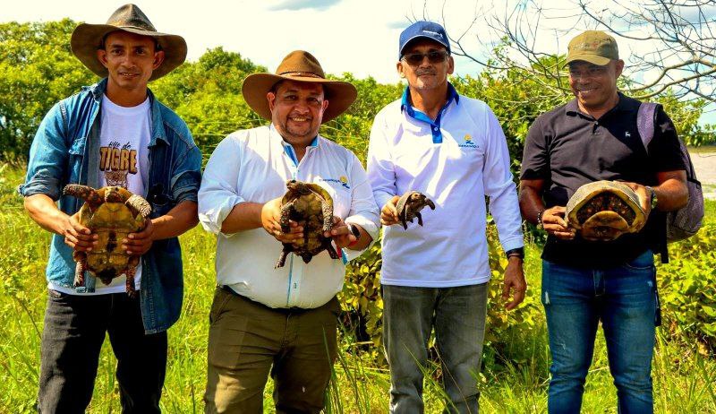 Tortugas liberadas en casanare