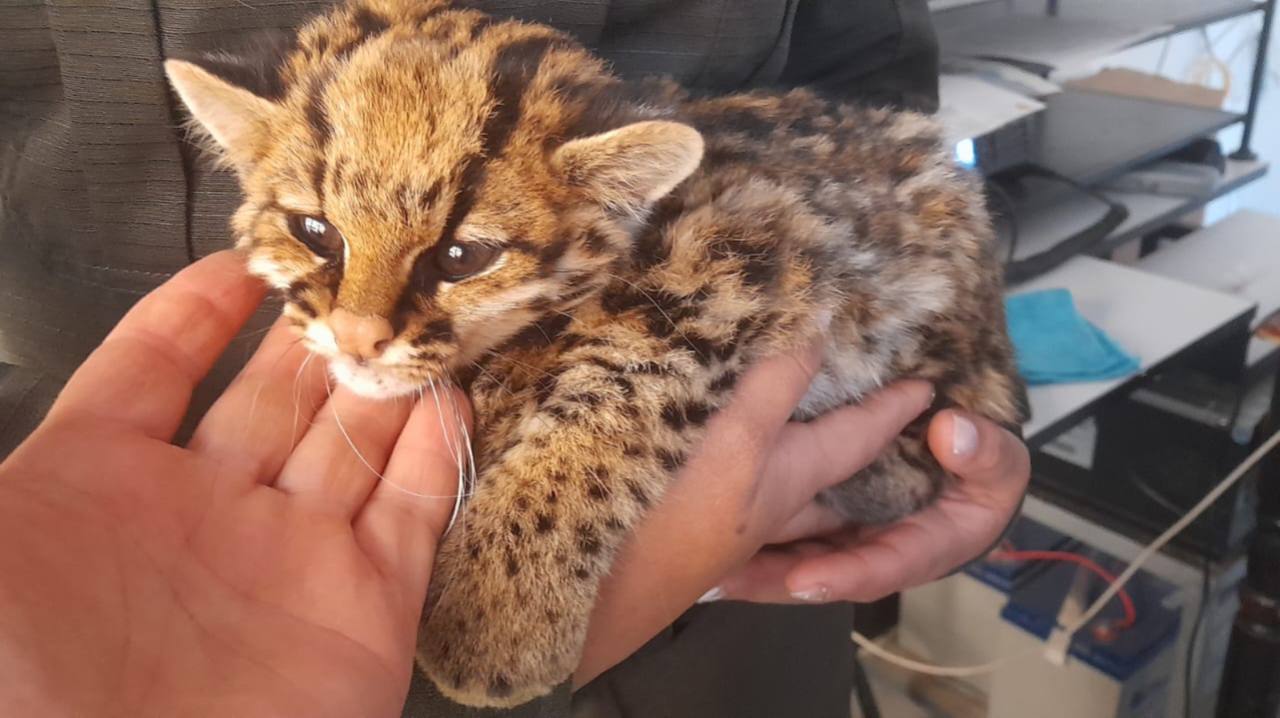 Tigrillo bebé en Belén: esperanza para la vida silvestre y reto para la conservación 1 Un tigrillo bebe especie en estado vulnerable fue hallado en Belen