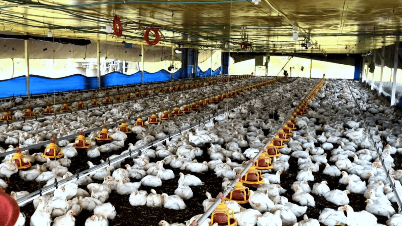 Casanare puede exportar carne de pollo 1 exportacion pollo casanare
