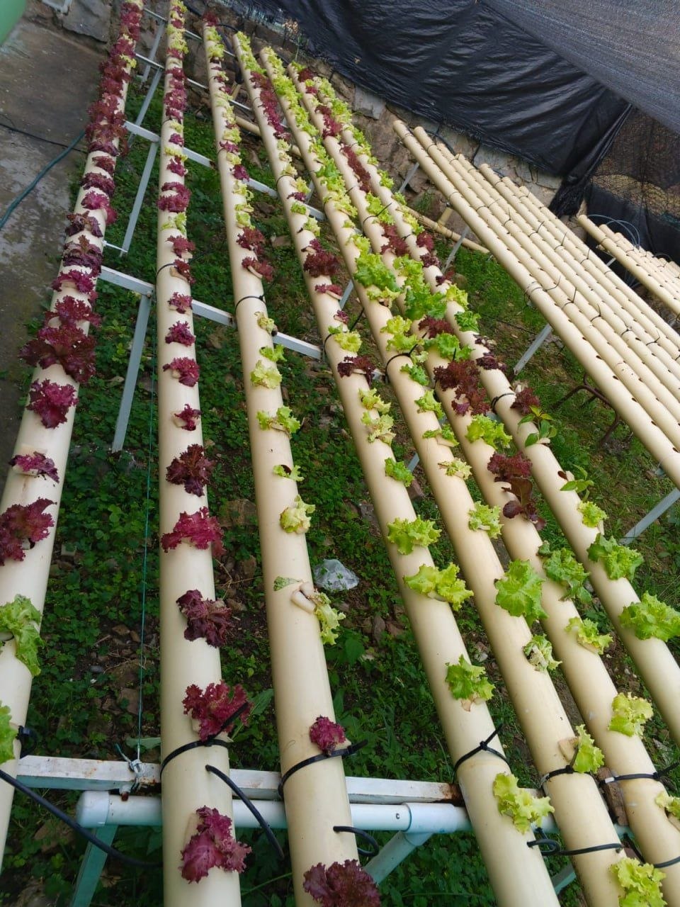 A través del cultivo de lechuga, los jóvenes aprenden sobre el uso eficiente del agua, el aprovechamiento responsable de los recursos naturales y la producción de alimentos saludables. Foto: Cementos Argos