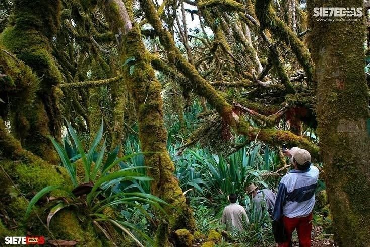 El páramo de Bijagual está ubicado en la provincia de Márquez y es de gran importancia por su regulación hídrica y biodiversidad. Foto: archivo Boyacá Sie7e Días