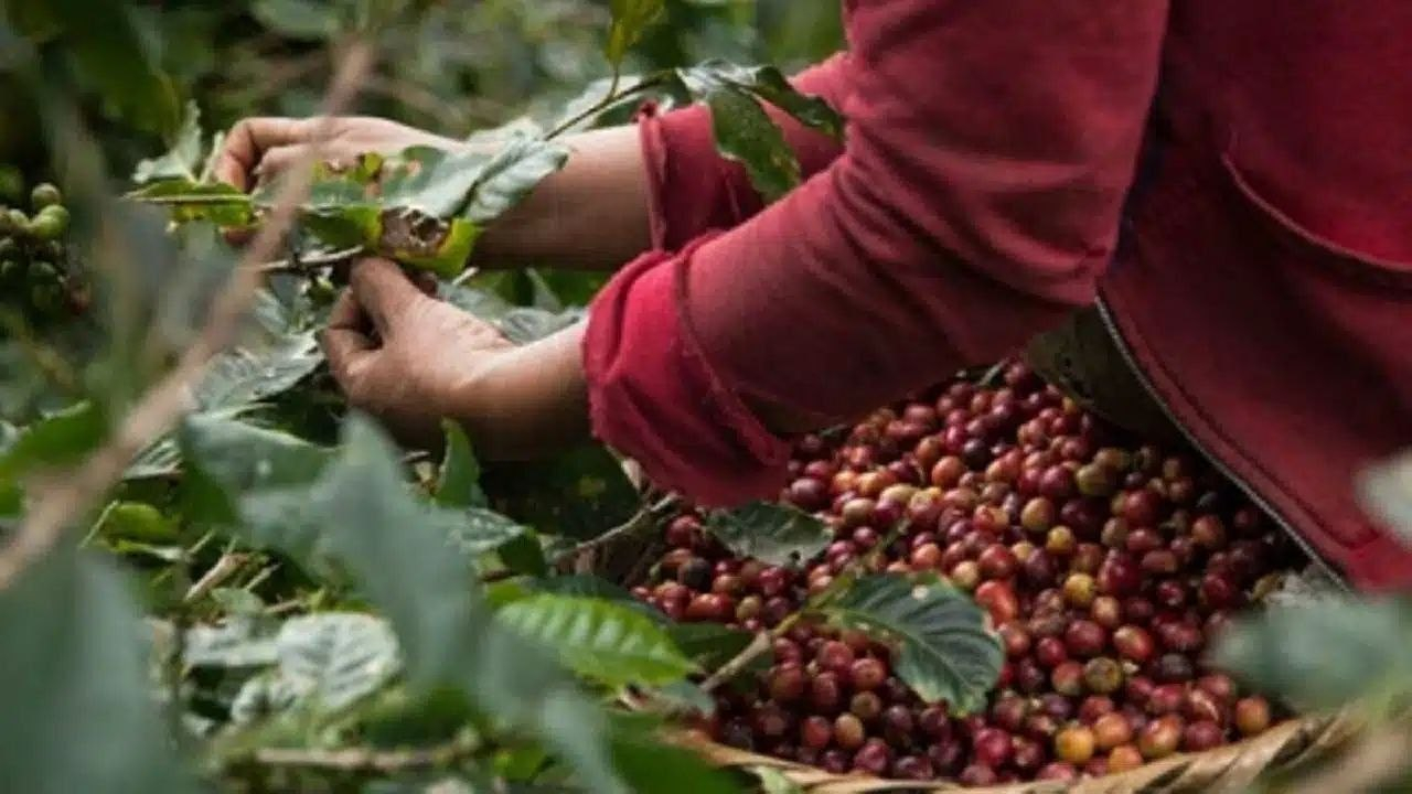 Frente al Fenómeno del Niño la Federación Nacional de Cafeteros activa planes de fertilización y mejora precios de compra del café pasilla para proteger a los productores. Foto: archivo particular.