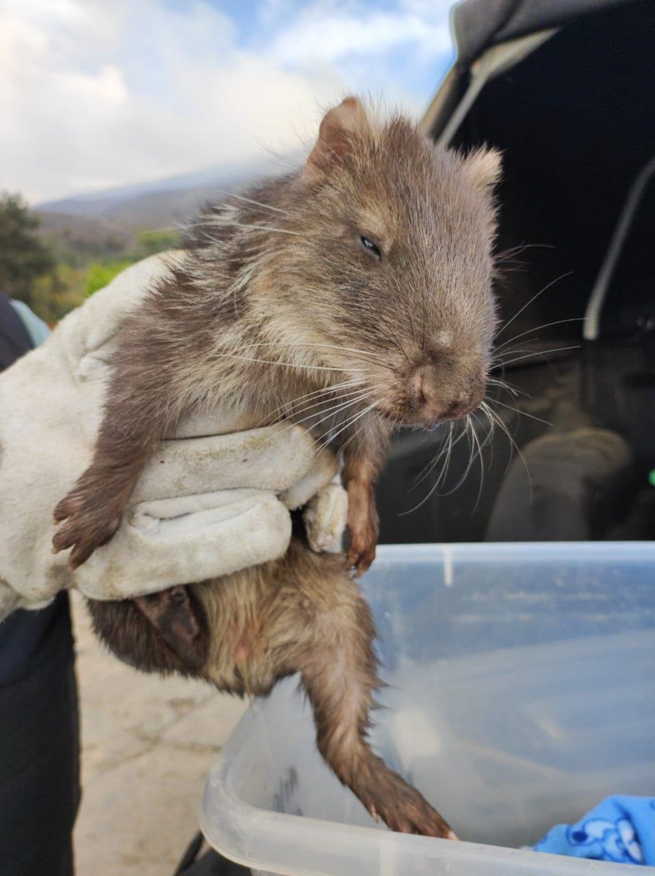 Entre los animales rescatados se encontraban una paca de montaña y una zarigüeya. Foto: Corpoboyacá