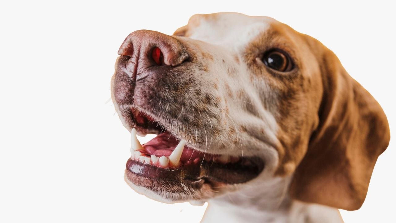 Un perro recién adoptado puede reaccionar con miedo. Foto: suministrada a Boyacá Sie7e Días