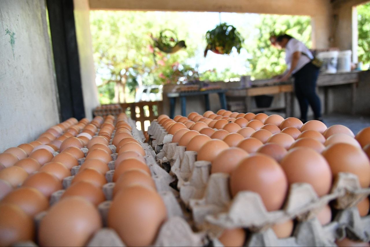 La producción de huevos es una actividad presente en 676 municipios y respaldada por 5.581 granjas comerciales. Foto: Prensa ADR